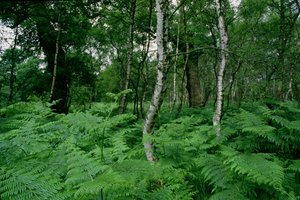 Árboles de abedul plateado y helechos, Bosque de Sherwood